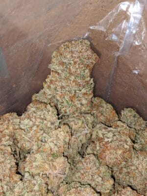 Gorilla glue 4 strain | gorilla glue 4 for sale | buy gorilla glue 4 online