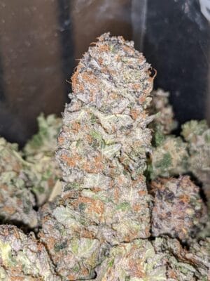 purple lemon haze strain